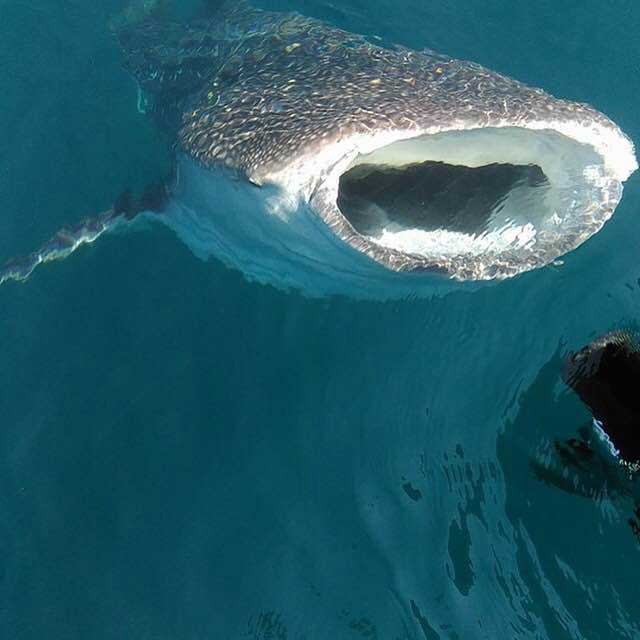 Papagayo Sport Fishing Charters