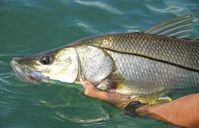 Snook Snook