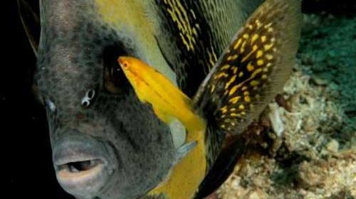 snorkeling Angle Fish snorkeling Angle Fish